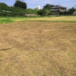 草刈りしてもらいました